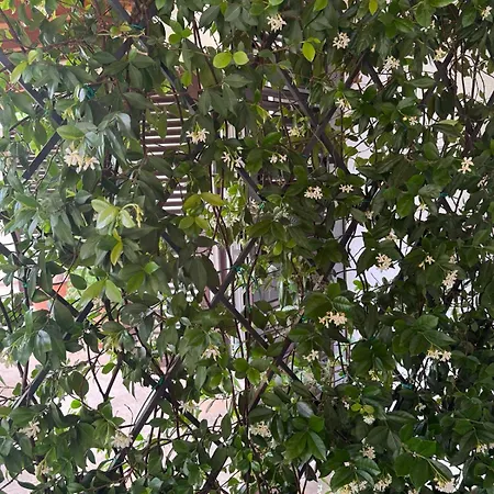 Appartamento Marevita Garden Lanterna Frata